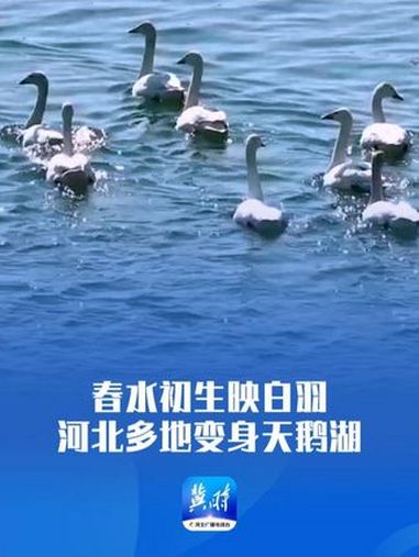 春水初生映白羽,河北多地变身天鹅湖 美丽河北 最美中国