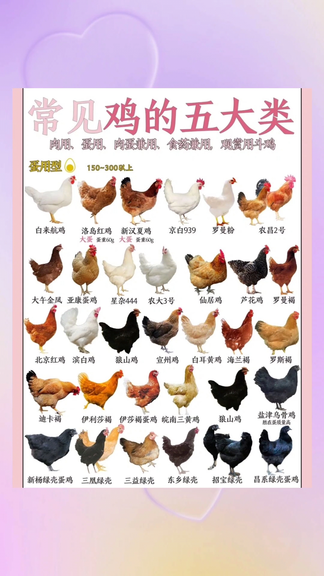 常见鸡的五大分类