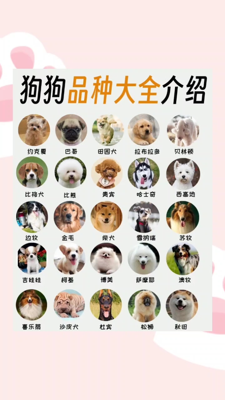 常见狗狗品种大全