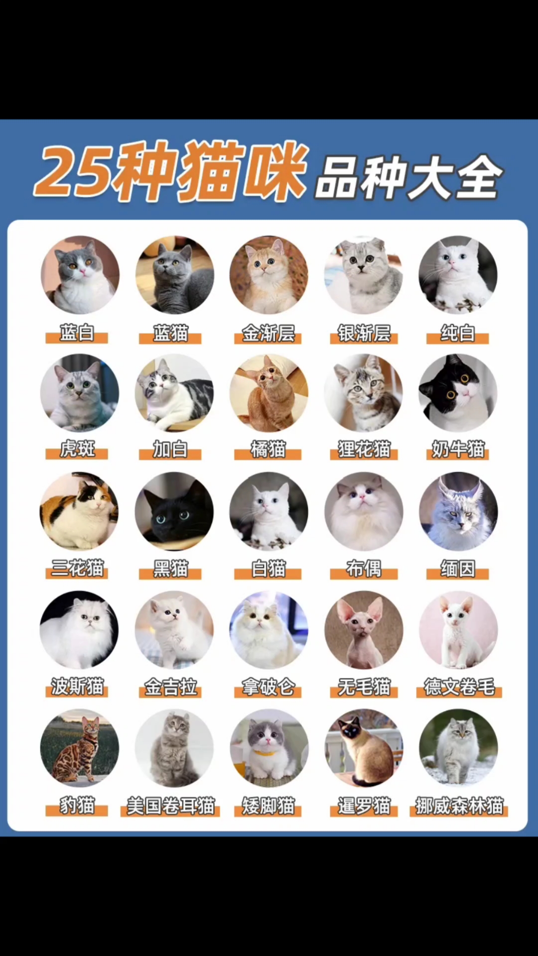 25种猫咪品种大全