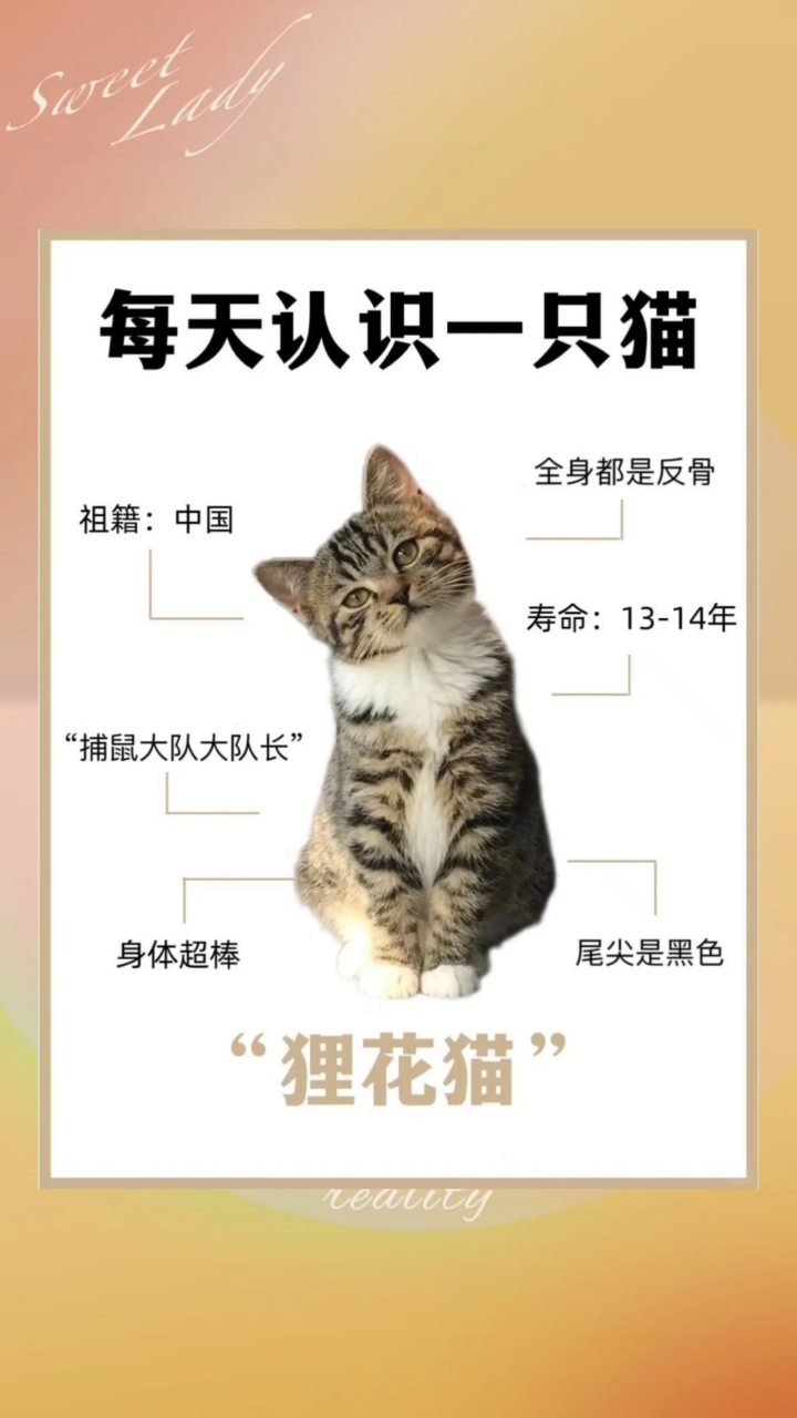 狸花猫知识分享