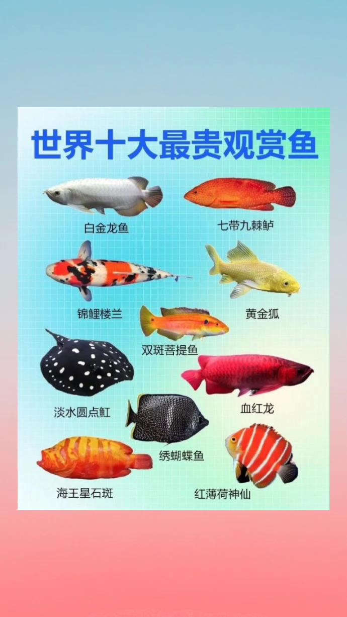世界十大最贵的观赏鱼