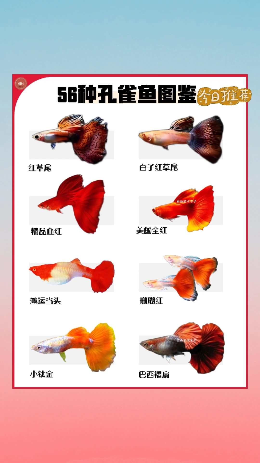 常见的孔雀鱼图鉴