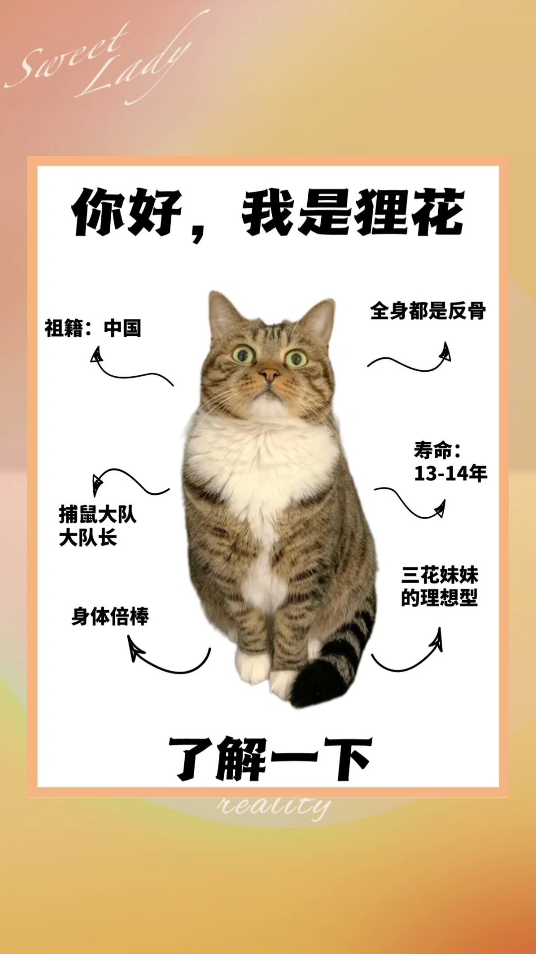 狸花猫知识分享
