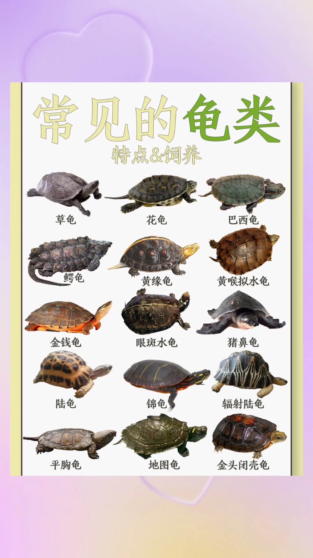 常见的乌龟种类!