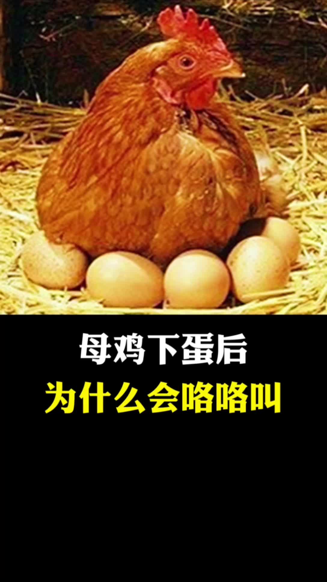 母鸡下蛋后,为什么每次都会咯咯叫?