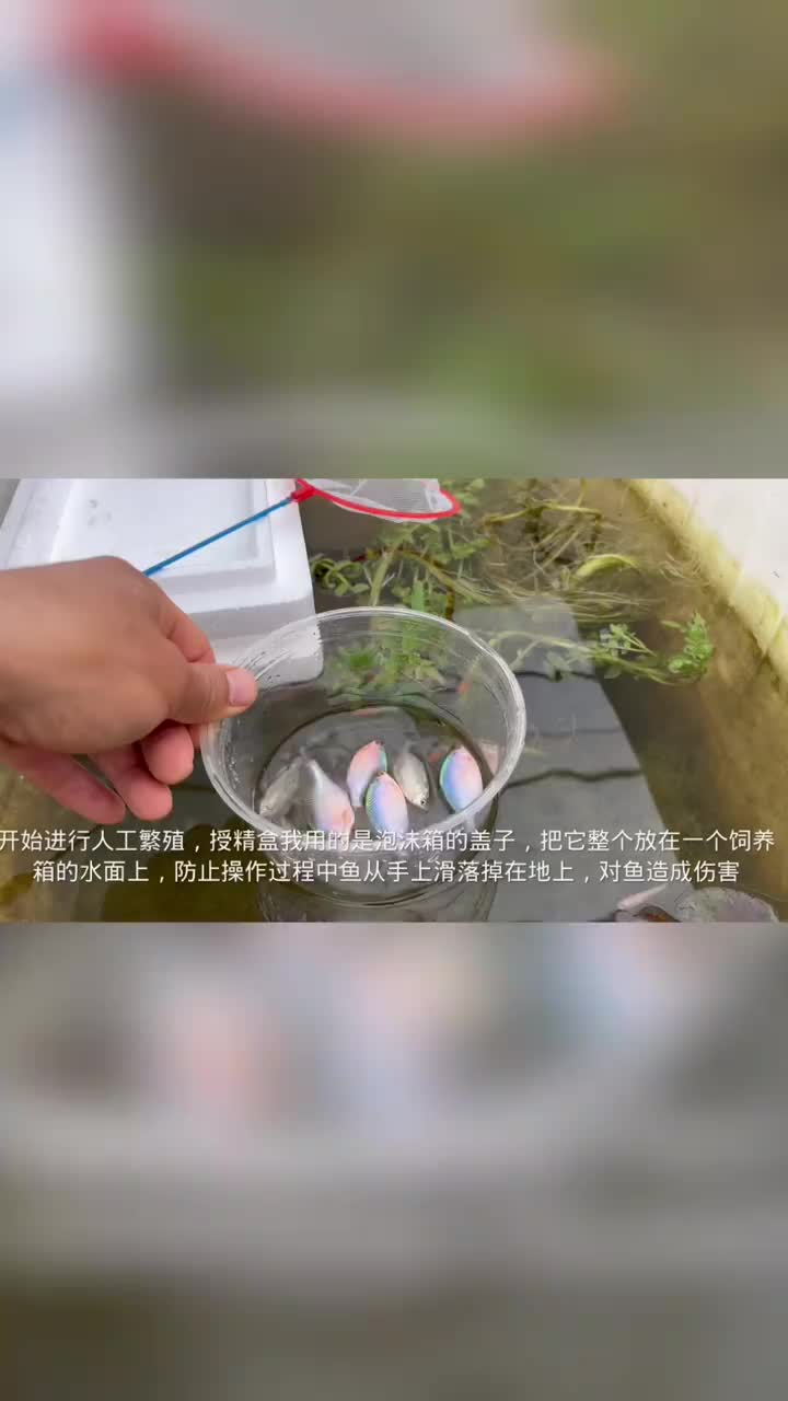 人工繁殖鳑鲏鱼 鳑鲏鱼人工授精方法