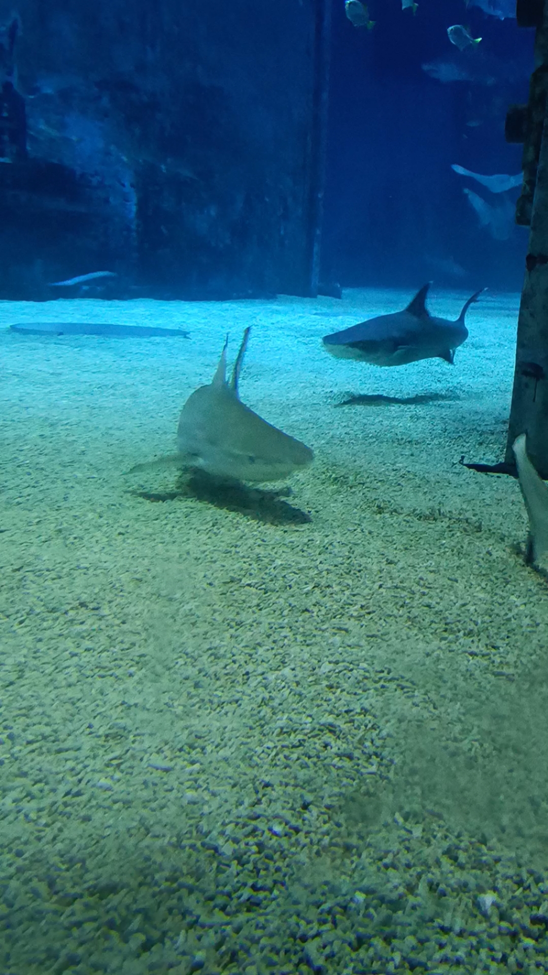 鲨鱼——北京动物园