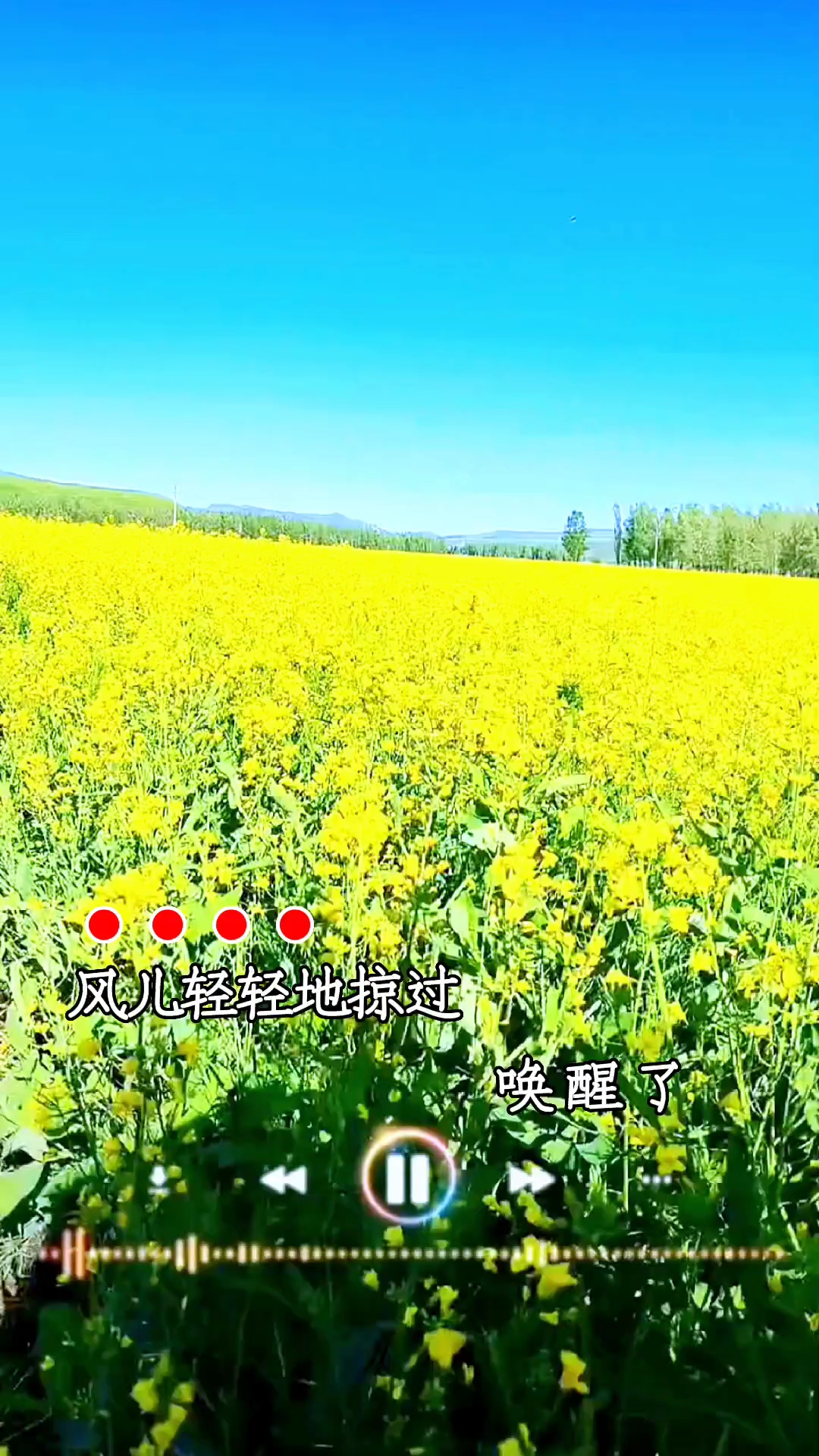 油菜花开配好听的歌曲