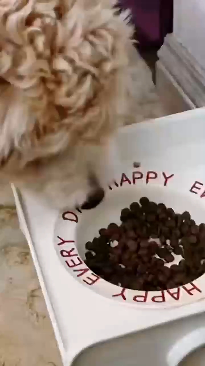 狗狗罐头哪种好?新买的希喂狗罐头好好希喂 #狗罐头