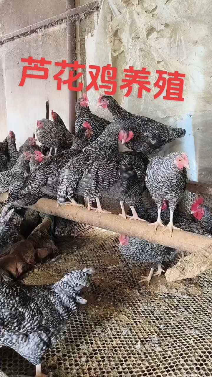 芦花鸡养殖基地想养殖看视频