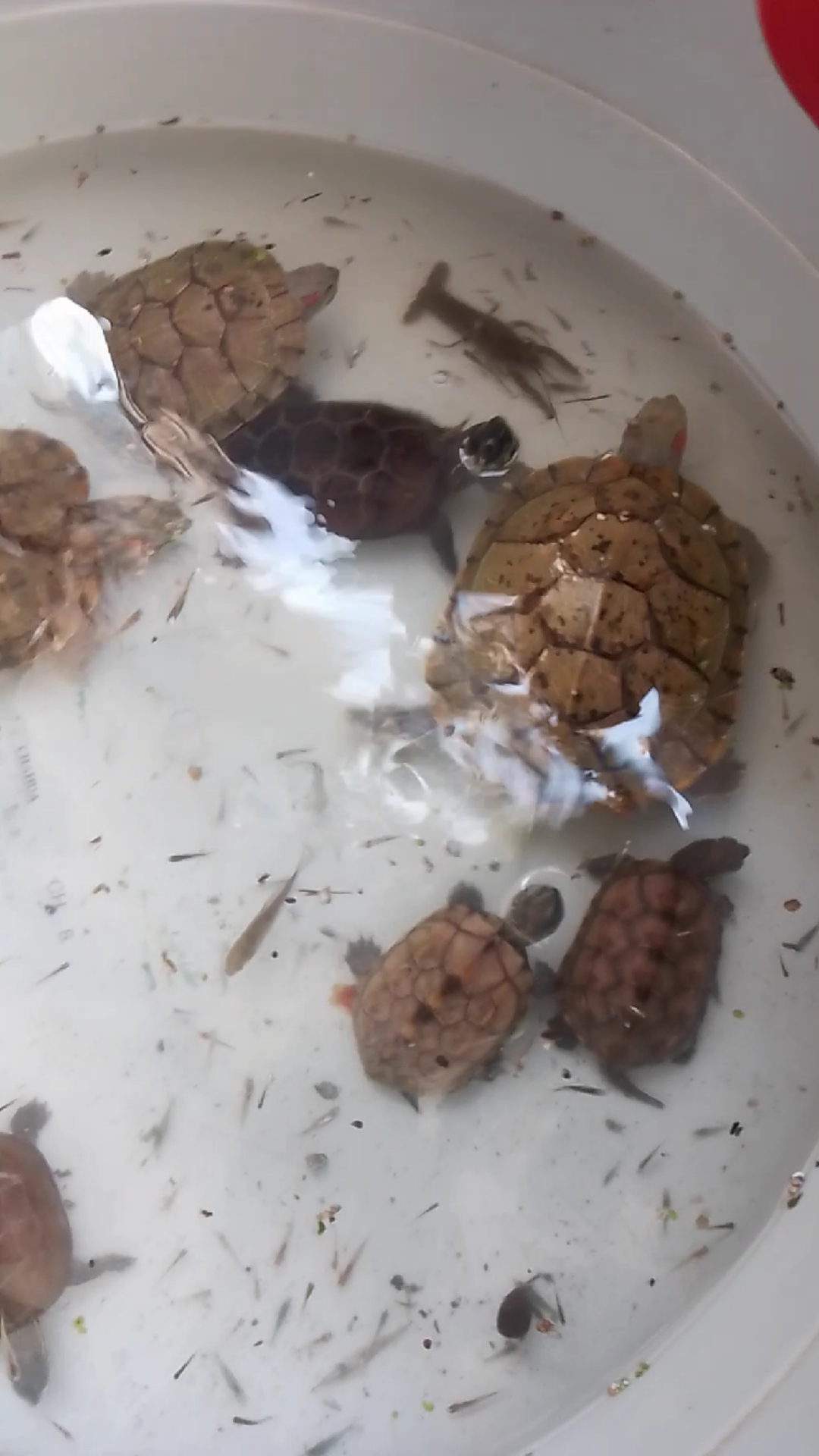一早去河里捞的新鲜小鱼苗,龟龟们吃的贼香