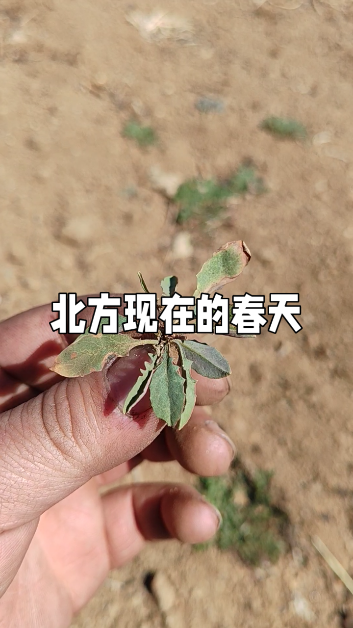 北方春日寻宝记:野菜与苦麻子的邂逅