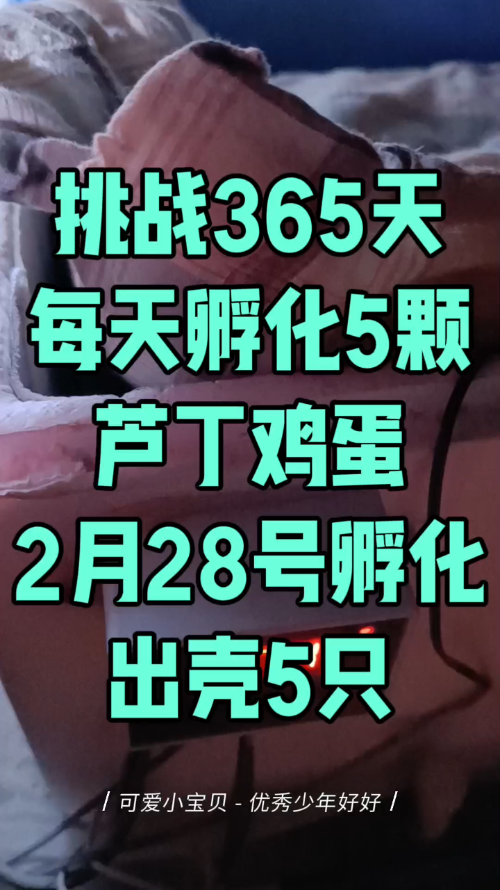 挑战365天每天孵化5颗芦丁鸡蛋出壳5只