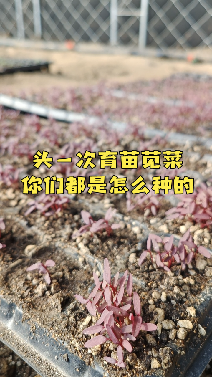 苋菜用不用育苗,我育了三种苋菜
