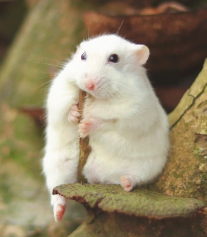 仓鼠的表情包,让你的心情更愉快