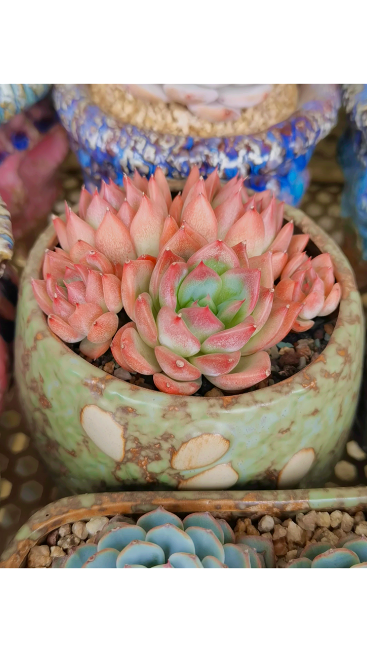 这个季节其他多肉都在褪色 弗洛瑞安娜 暗冰 却一如既往的美着