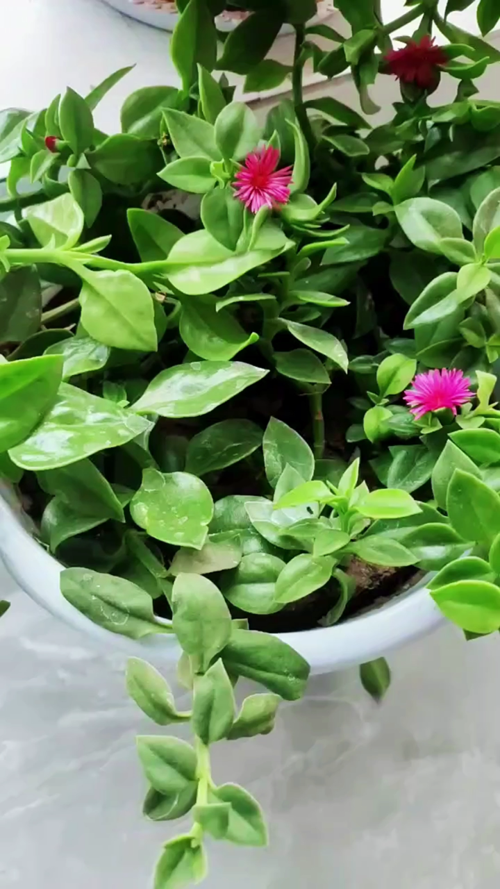 想要牡丹吊兰开花多就注意控水