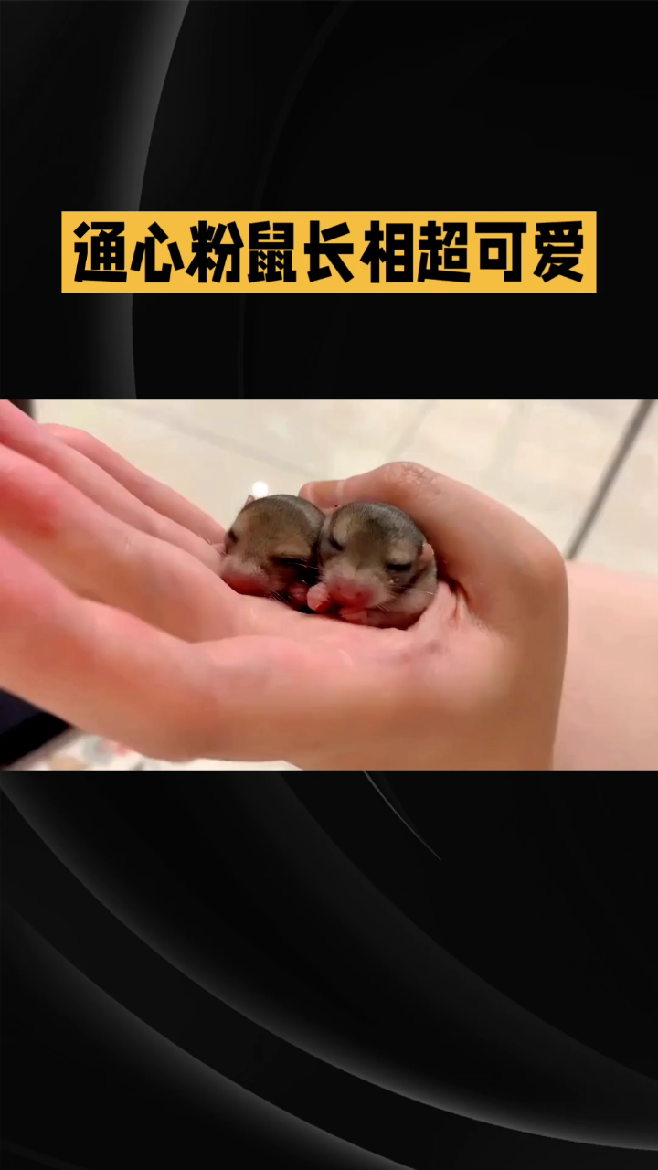 超级适合家养宠物通心粉鼠