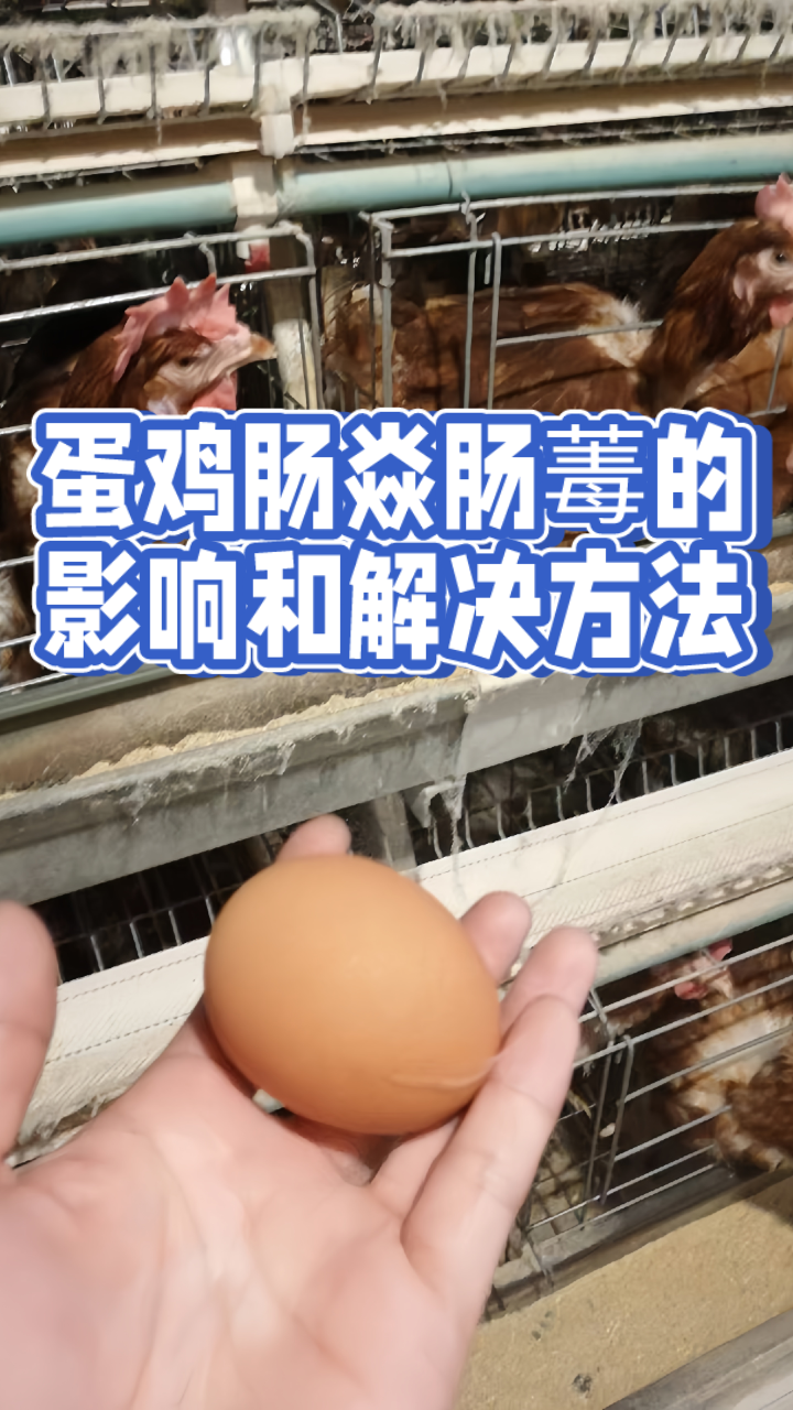 蛋鸡肠炎肠毒防治秘诀,海阔教你如何应对
