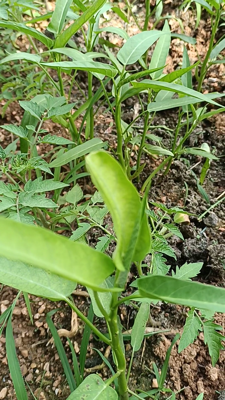 揭秘空心菜生长秘密:掐一掐,长得更旺