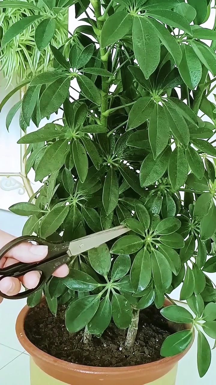 鸭掌木用大盆载还是用小盆栽合适