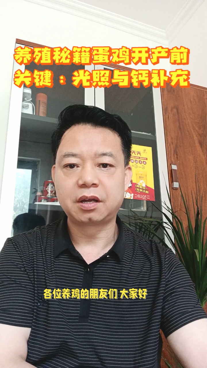 养殖秘籍蛋鸡开产前 关键:光照与钙补充