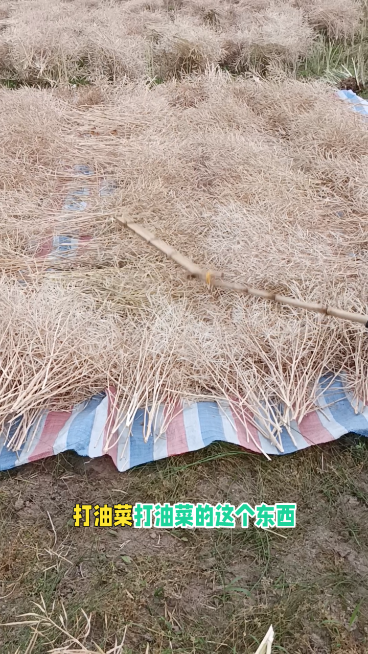 打连盖:体验油菜籽收割的辛勤与乐趣