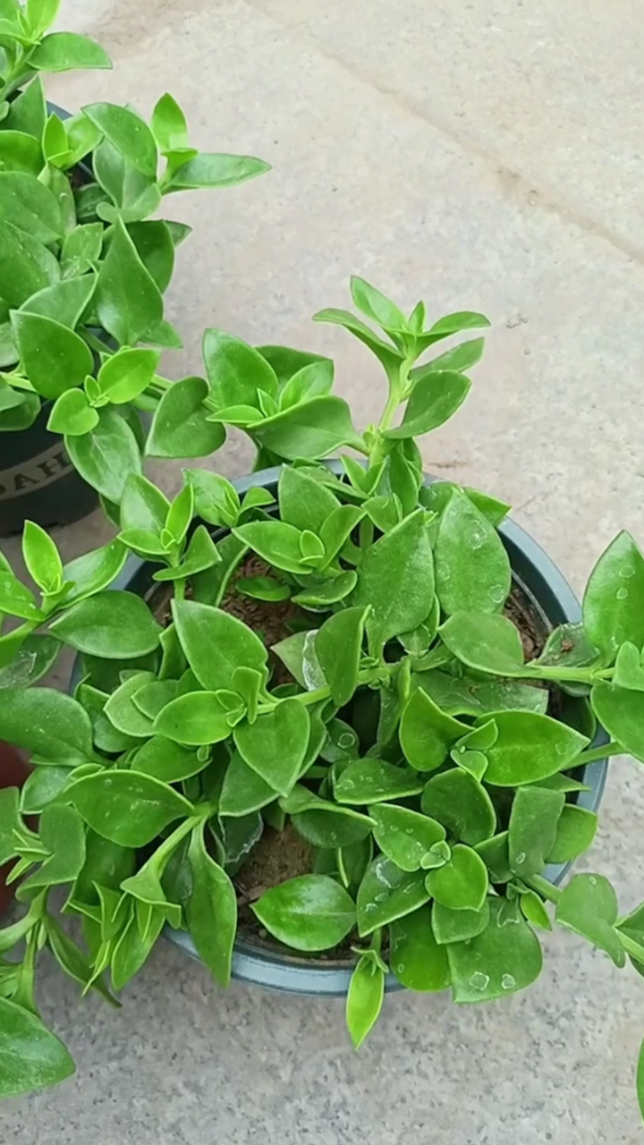 给牡丹吊兰摘芯打顶