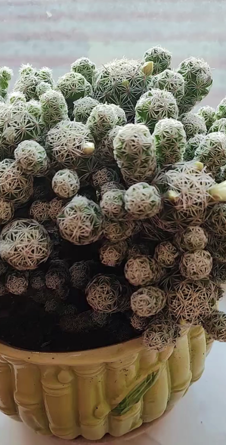 多肉白鸟的水肥管理