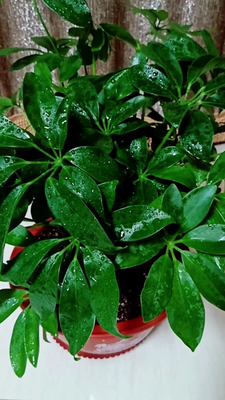 家庭盆栽鸭掌木,按照这个“法子”养,枝繁叶茂,天天冒新芽