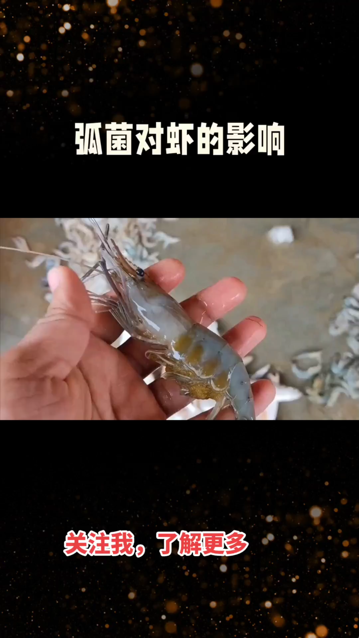 弧菌对虾免疫力的威胁:如何预防虾体免疫力下降