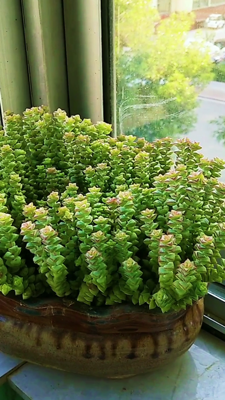 小米星怎么养才能爆盆