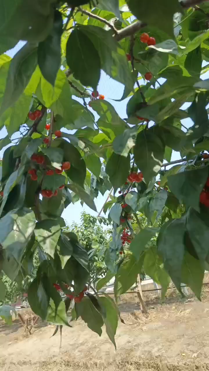 樱桃小丸子头像。