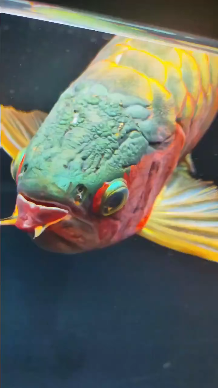 游动的艺术品,红龙鱼