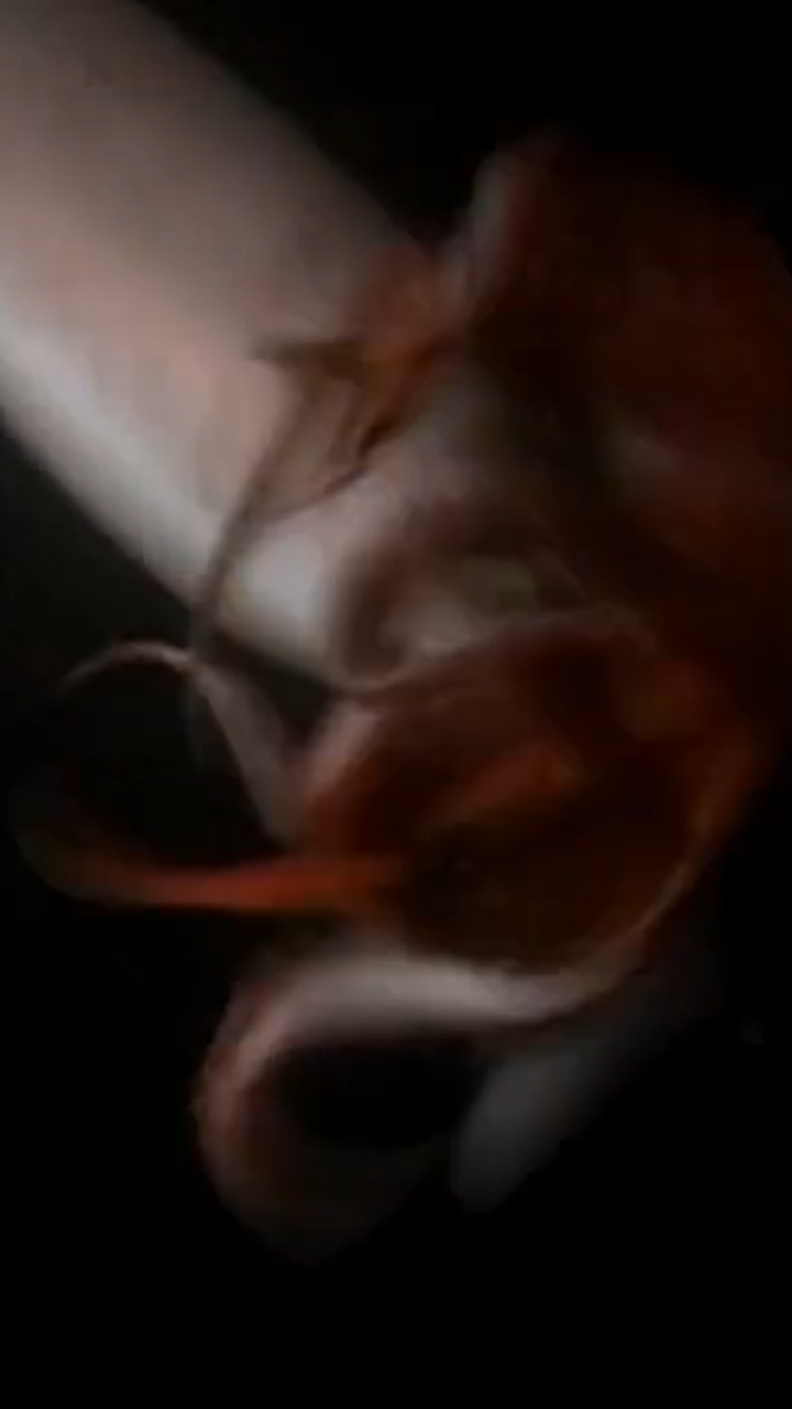 20米长的深海乌贼,大王乌贼!