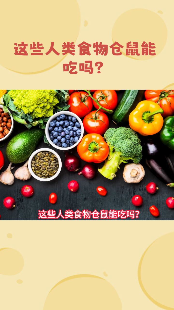 这些人类食物仓鼠能吃吗?