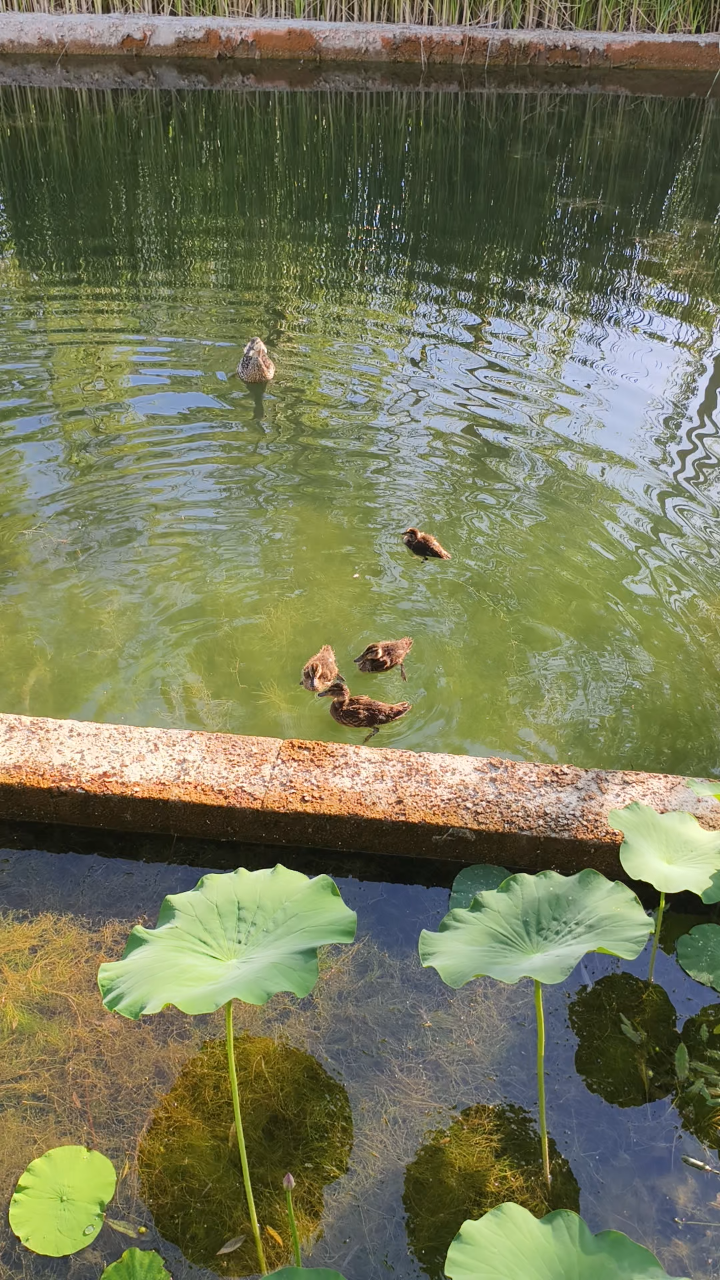 母鸭守护着小鸭凫水