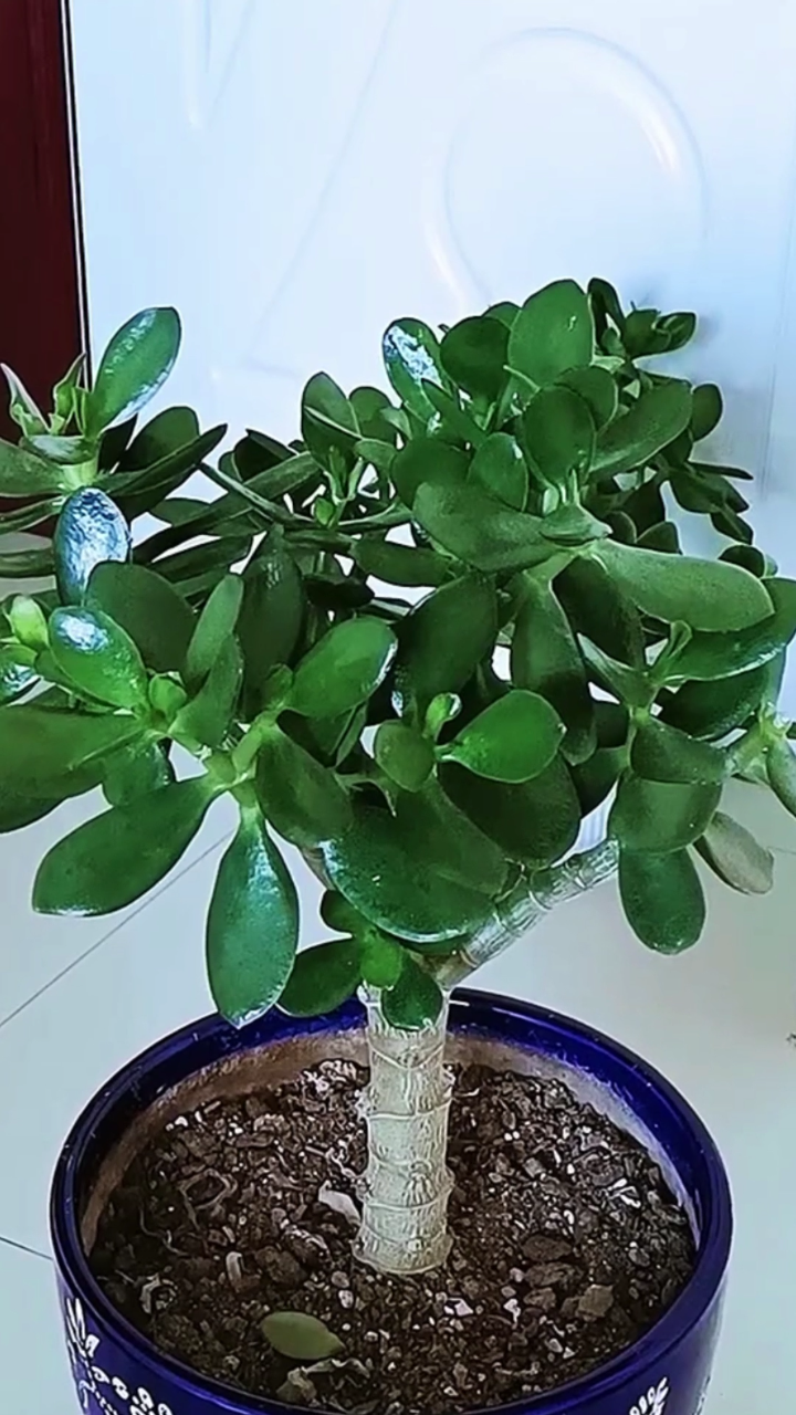 夏季养护玉树保证良好的通风