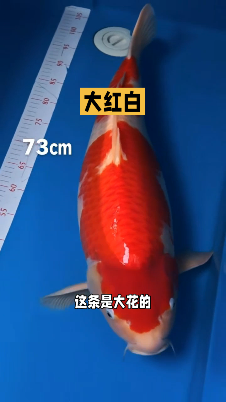 大红白,大花纹,鱼池配鱼很不错