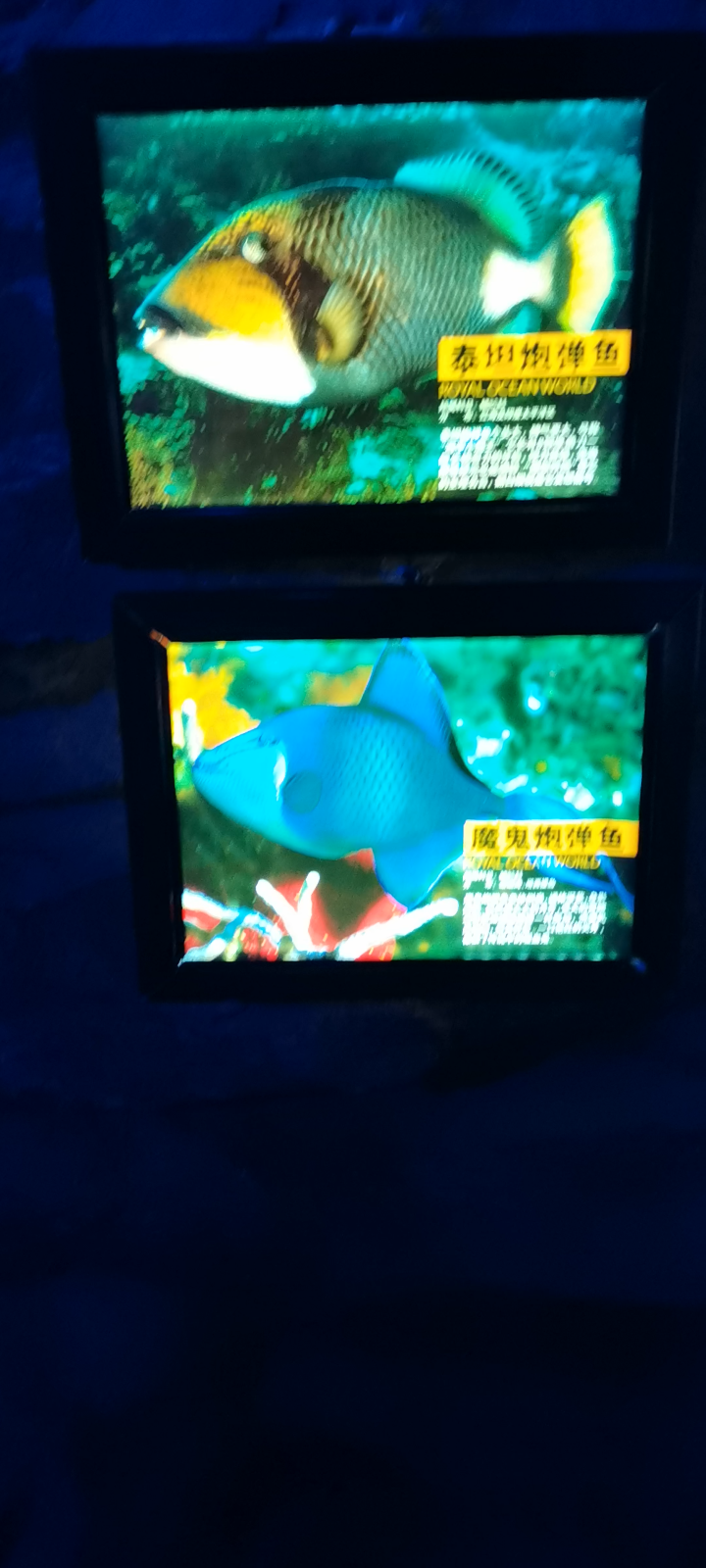 泰坦炮弹鱼魔鬼炮弹鱼