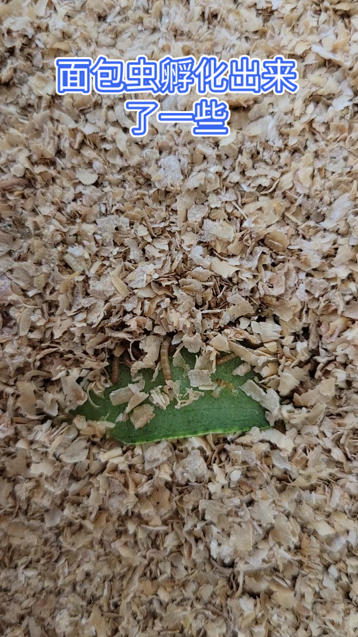 面包虫孵化出来了一些