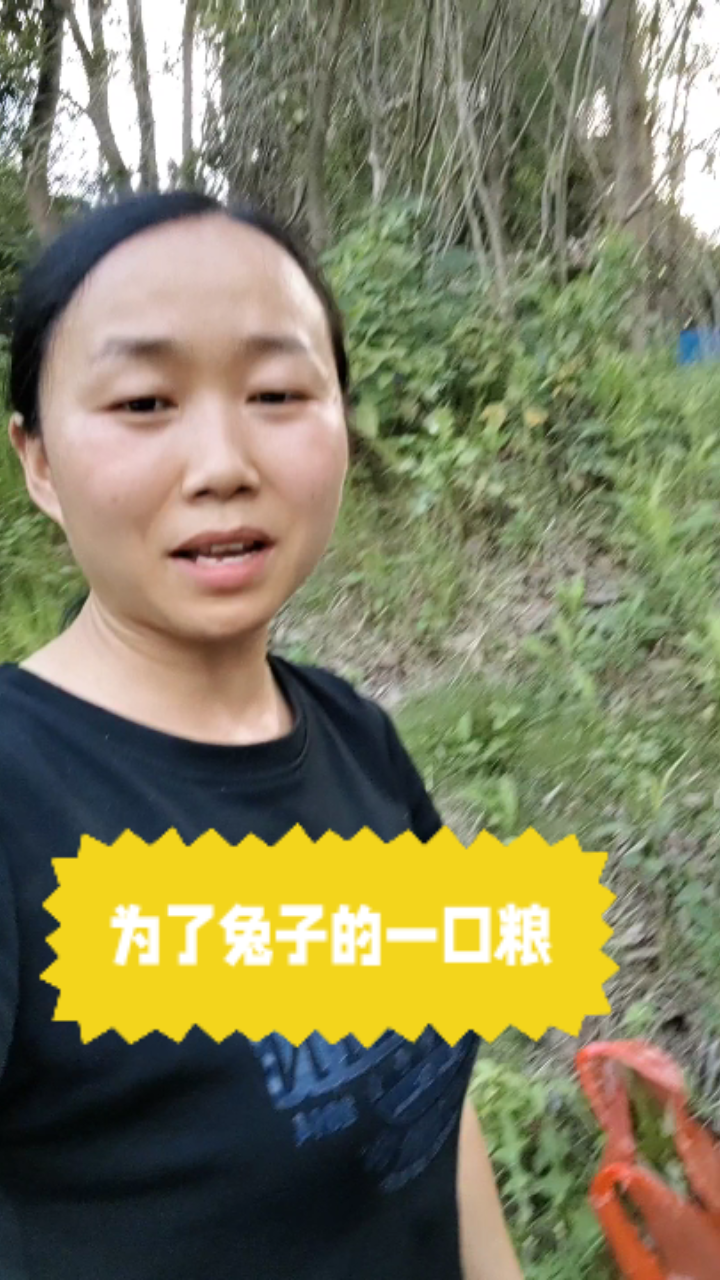 德昌公园兔子大餐,新鲜苦菊等你拔