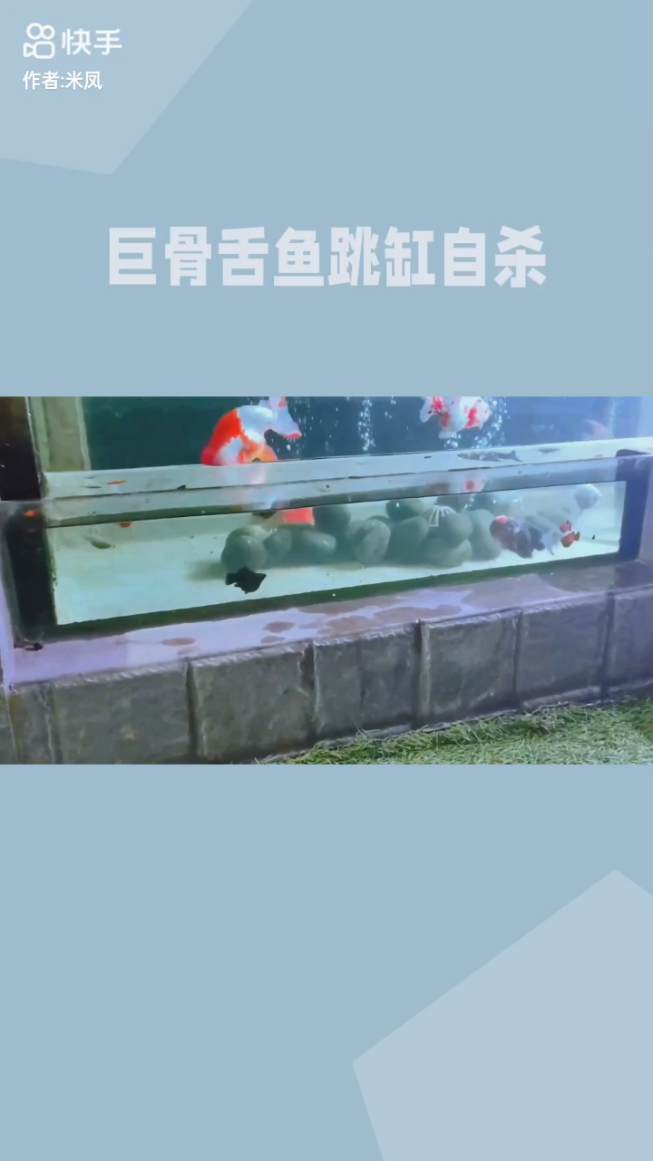 自家养的白白胖胖鱼,自杀了