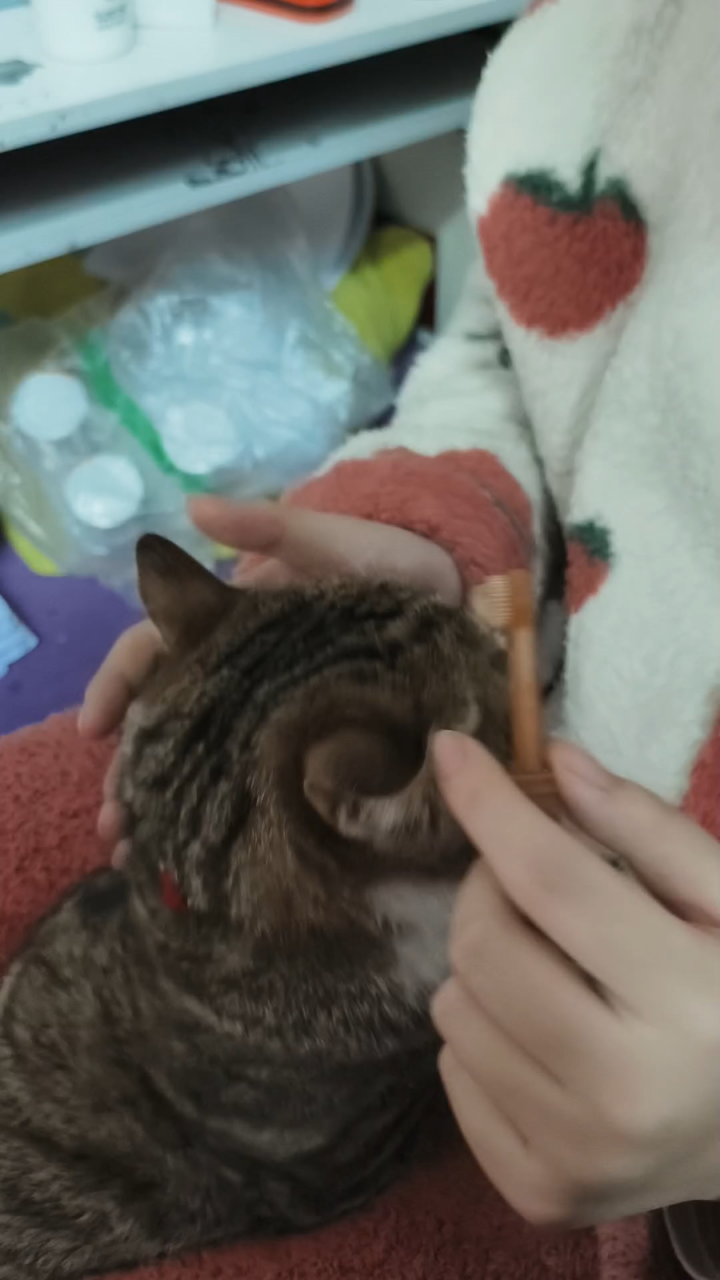 小猫猫刷牙牙啦!
