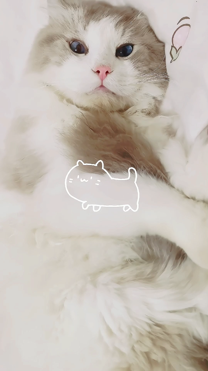 斗鸡眼小猫咪哈哈