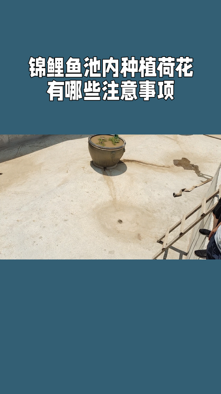 锦鲤鱼池内种植荷花 有哪些注意事项