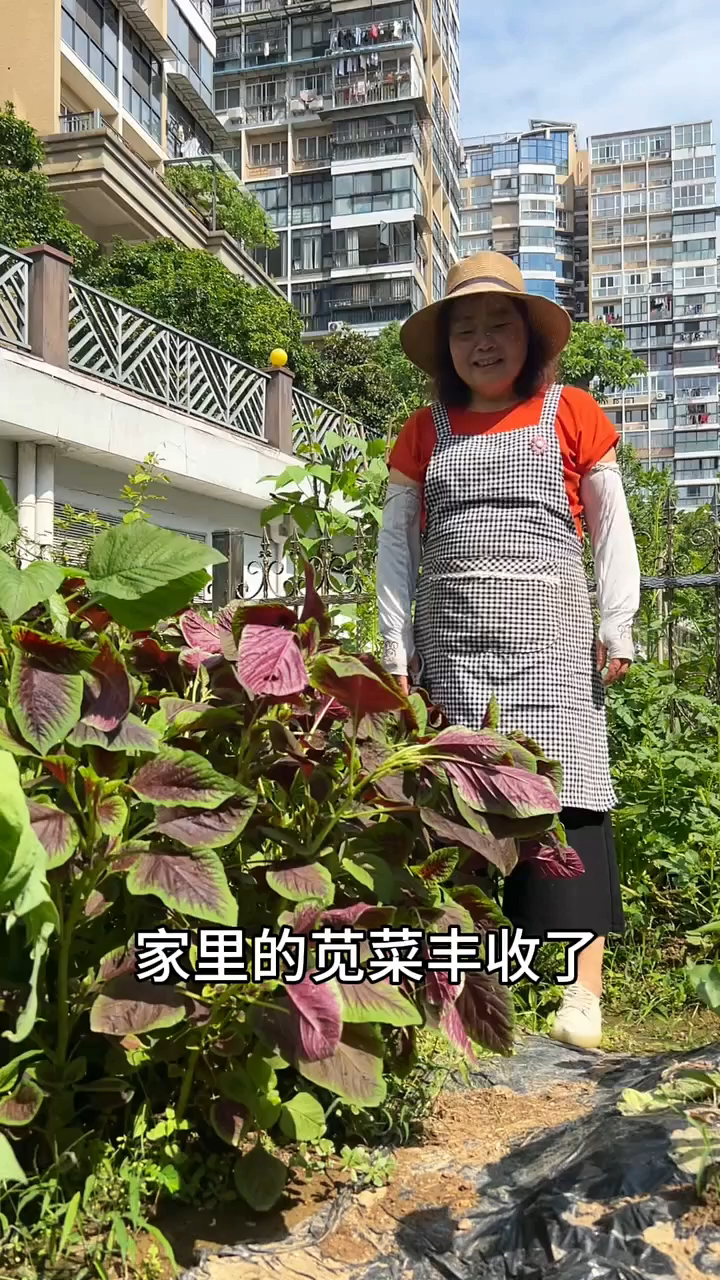 苋菜的多种吃法,你吃过吗?