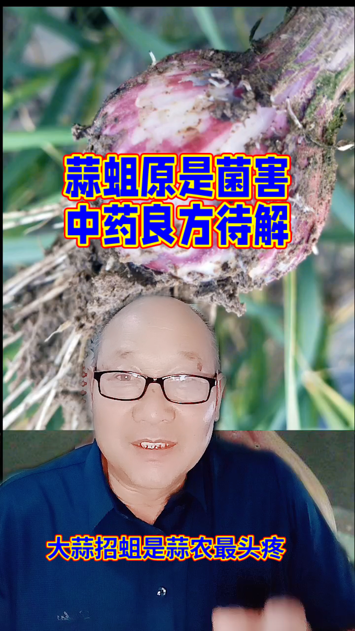 蒜蛆原是菌害 中药良方待解