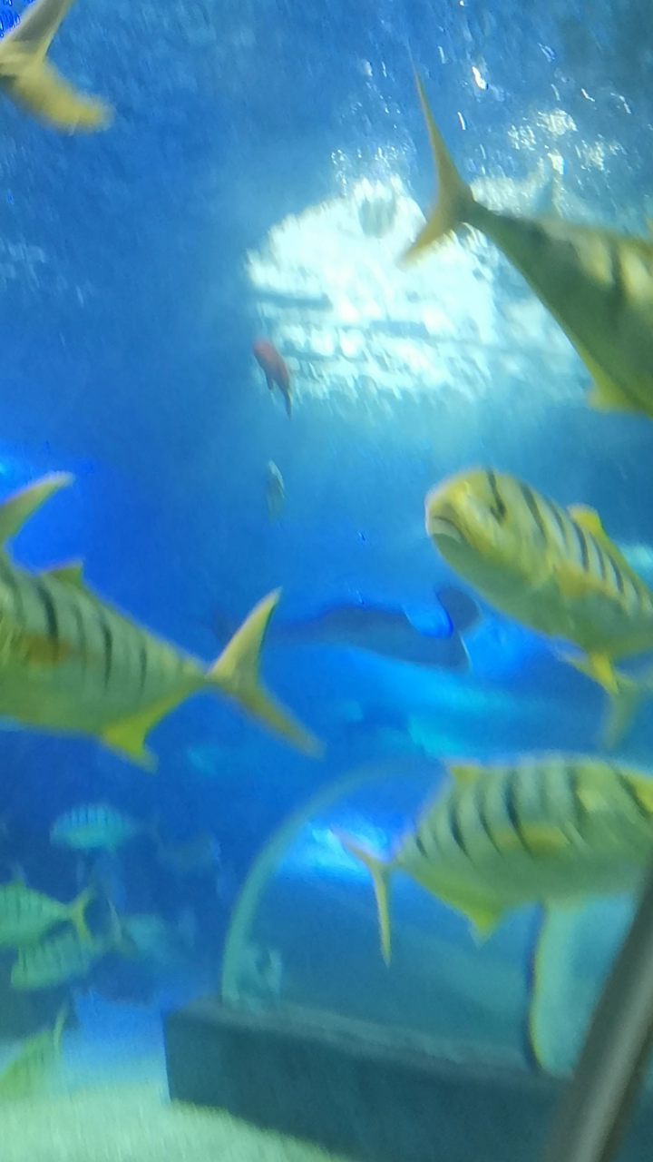 这么多的海里大鱼